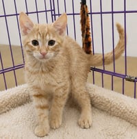 Kitten Hagen - Photo 3
