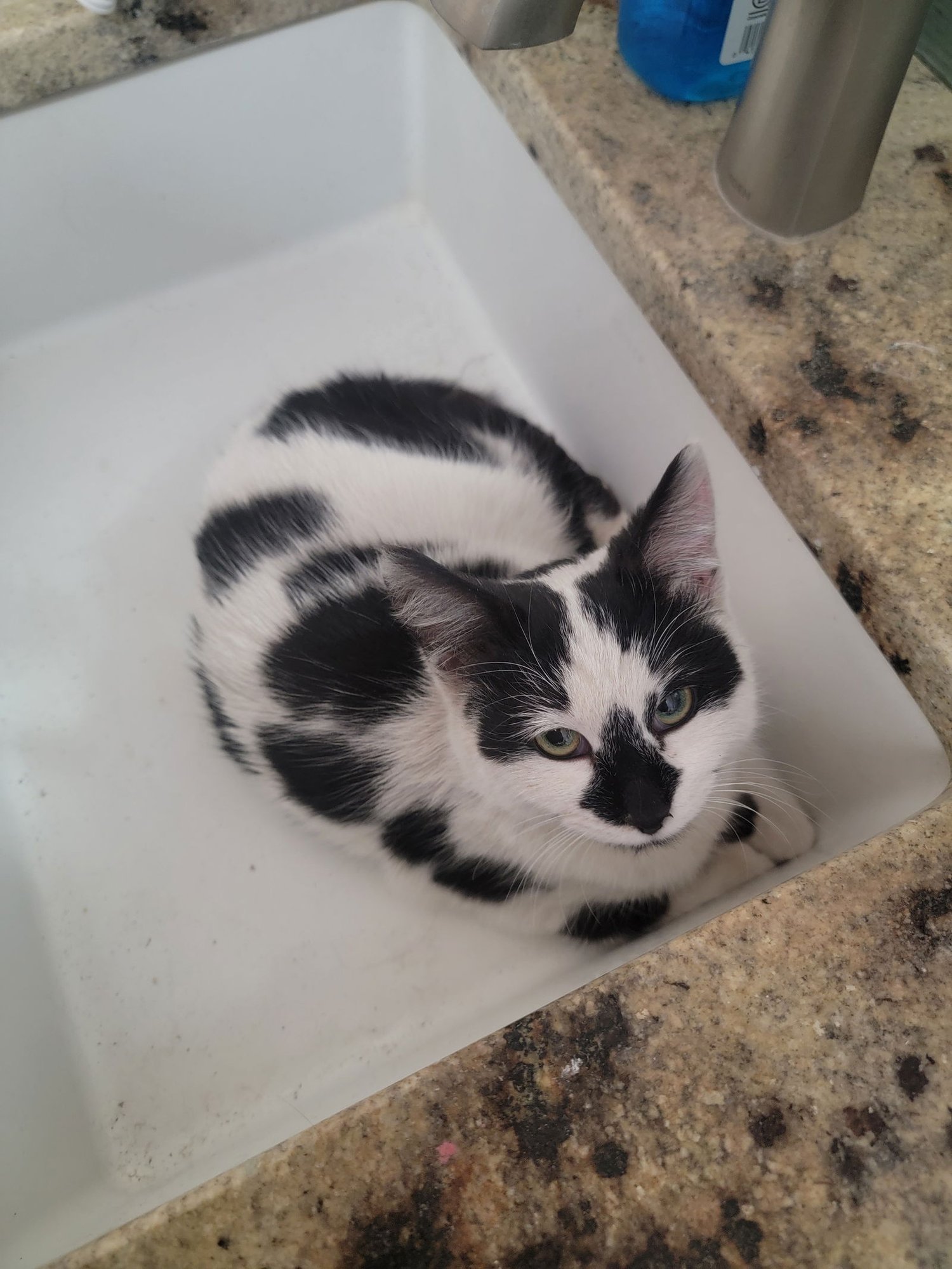 MOO (KITTEN) - Domestic Short Hair available for adoption