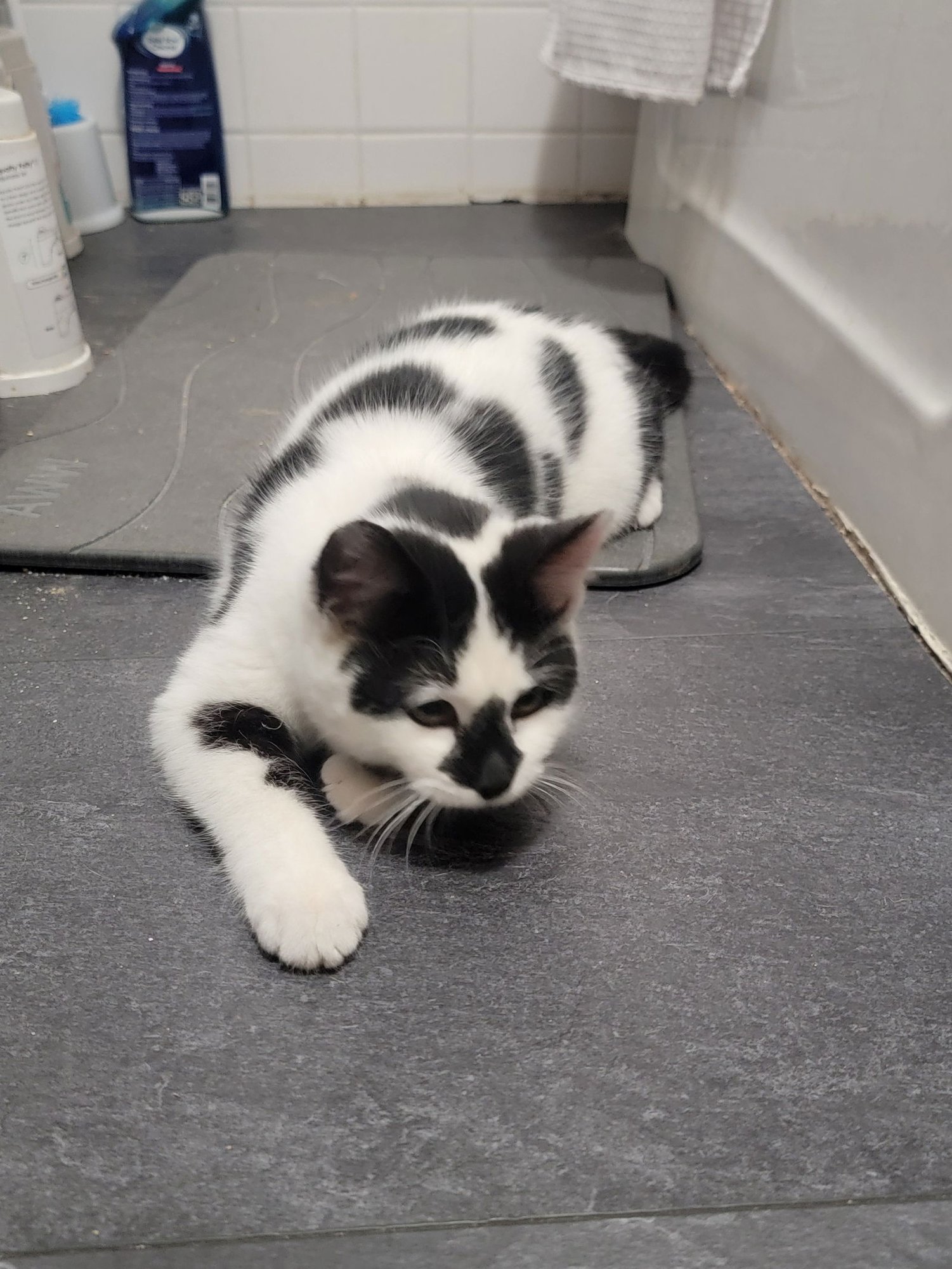 MOO (KITTEN) - Domestic Short Hair available for adoption