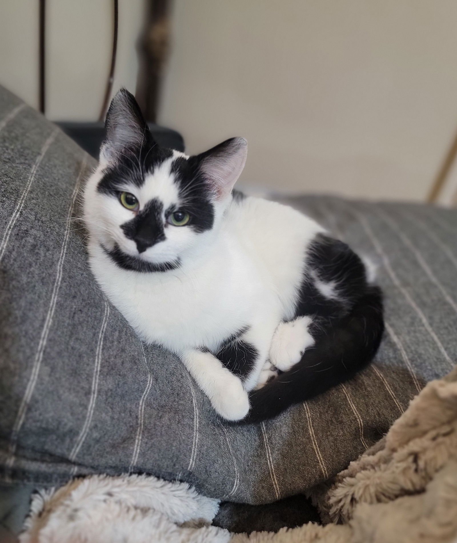 Moo (Kitten) - Photo 3