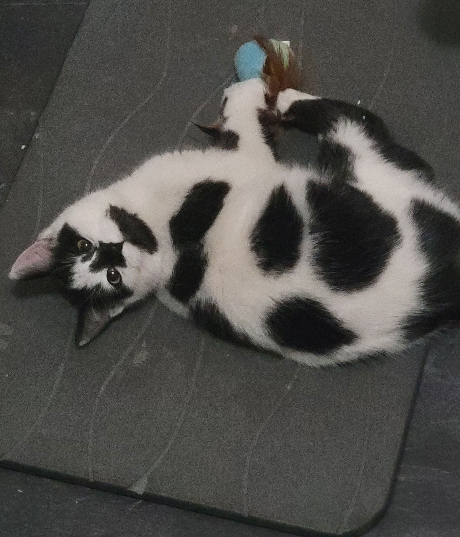 Moo (Kitten) - Photo 4