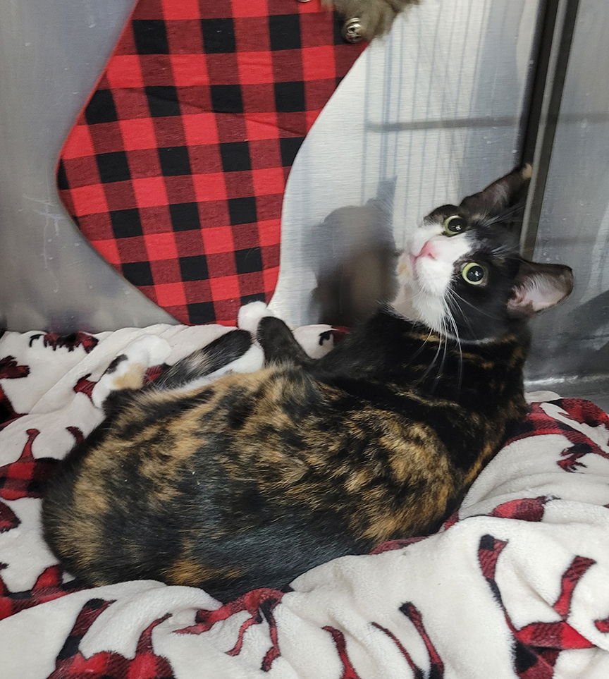 MOSAIC - Calico available for adoption