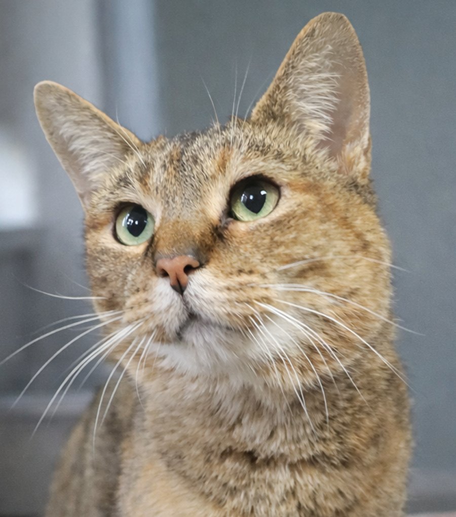 ZADA - Domestic Short Hair / Tabby available for adoption