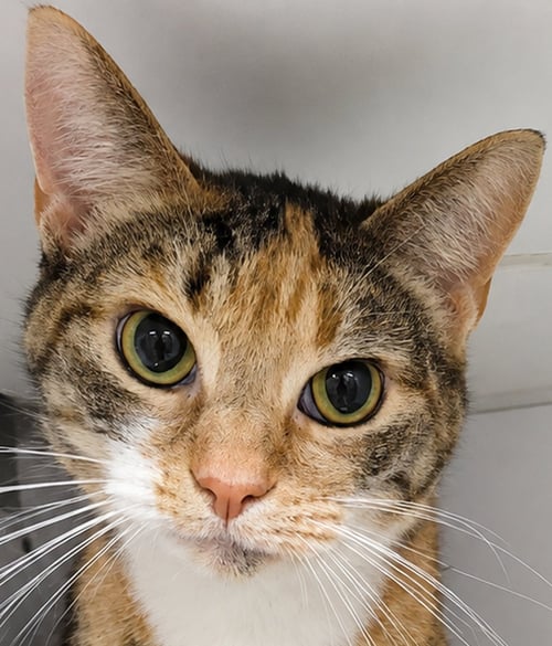 STENCIL - Tabby / Calico available for adoption