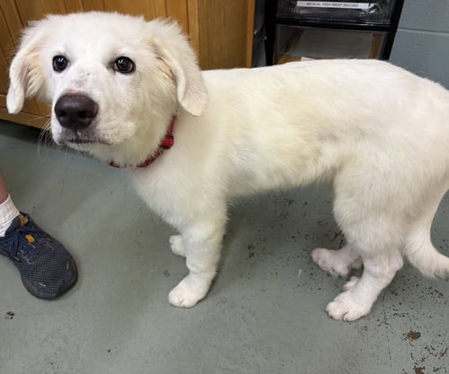 FIONA PUPPY/ADOPTION PENDING