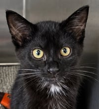 Kitten Crash - Photo 1