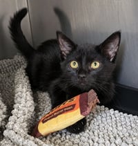 Kitten Crash - Photo 3