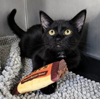 Kitten Crash - Photo 2