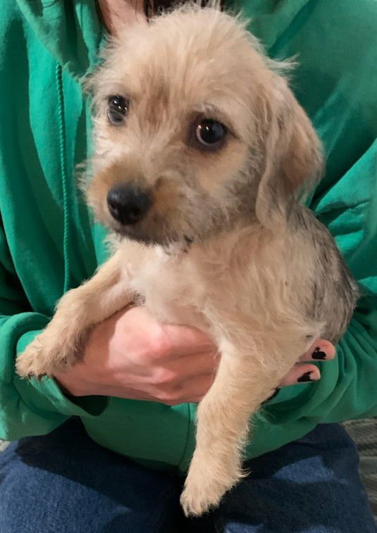 CHARLOTTE CITY DOG PUP/PENDING ADOPTION - Wheaten Terrier / Dachshund available for adoption