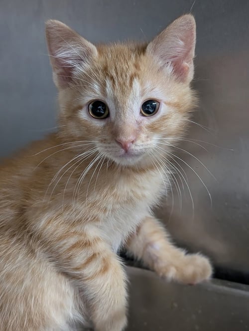 KITTEN LAHEY - Domestic Short Hair for adoption in Akron