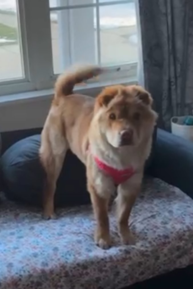 ZOEY PUPPY - Shar Pei / Chow Chow available for adoption