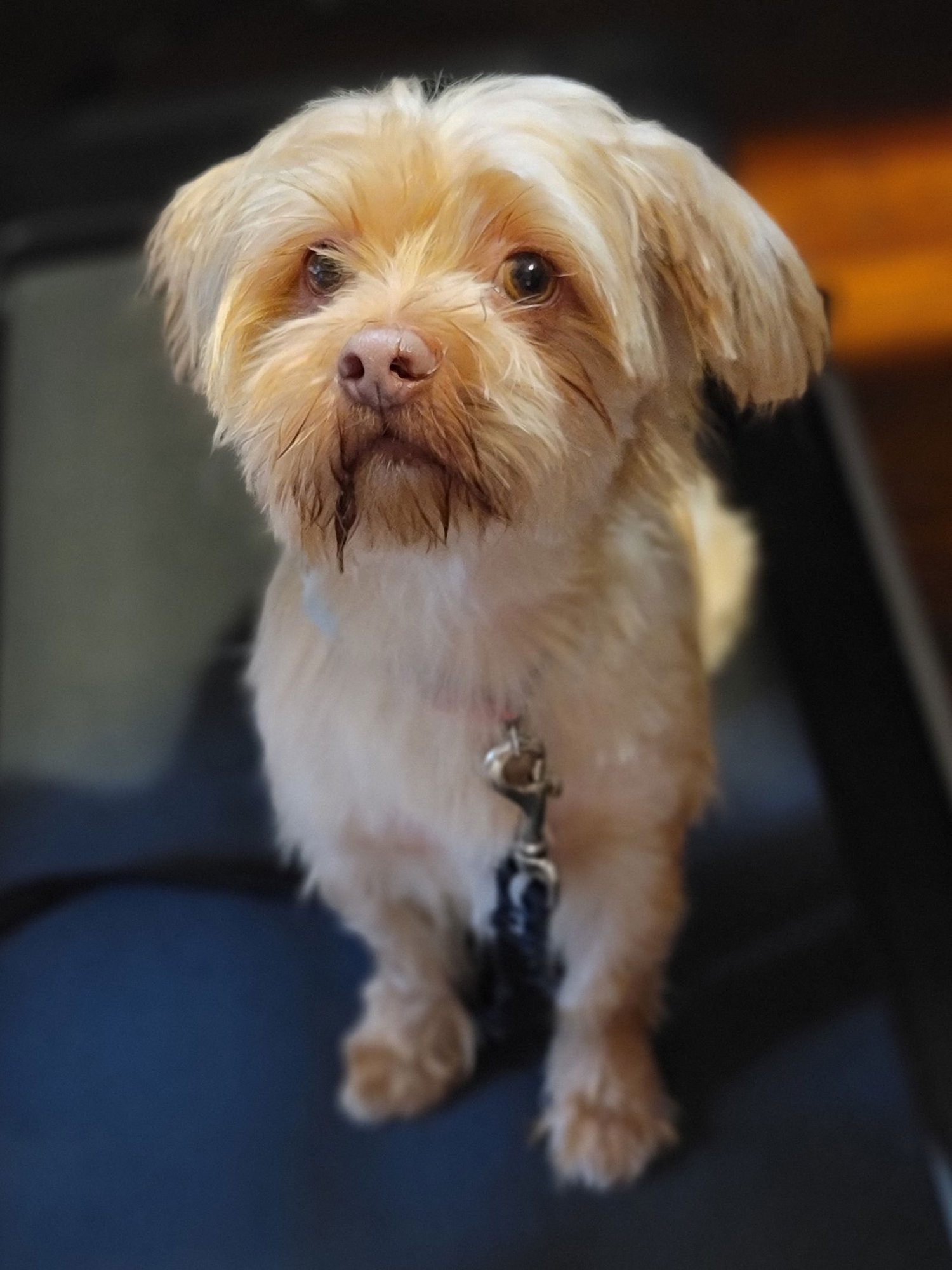 TEDDY - Yorkshire Terrier Yorkie / Shih Tzu available for adoption