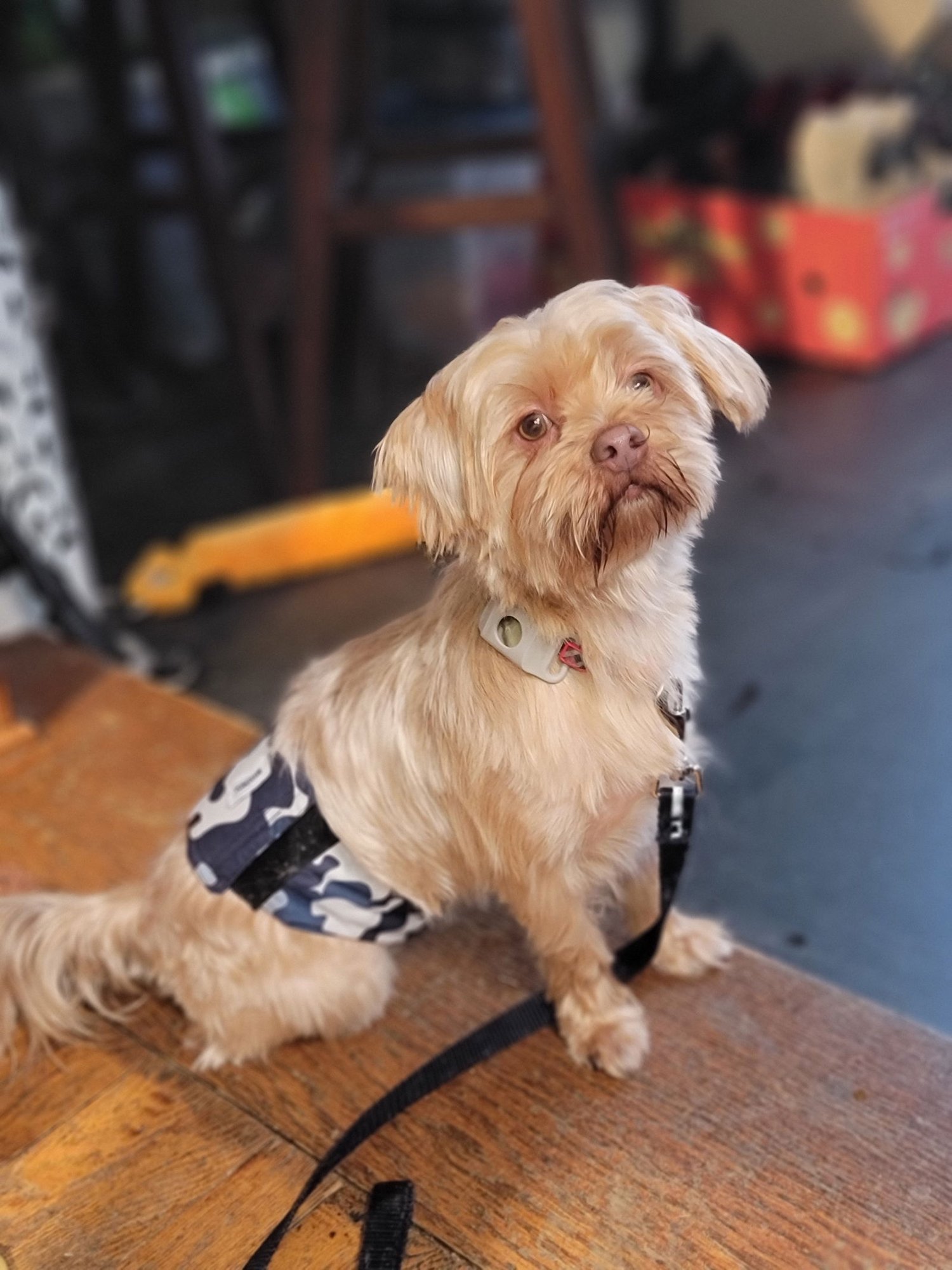TEDDY - Yorkshire Terrier Yorkie / Shih Tzu available for adoption