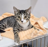 Kitten Ehren - Photo 3