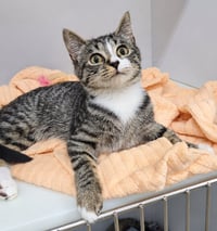 Kitten Ehren - Photo 4