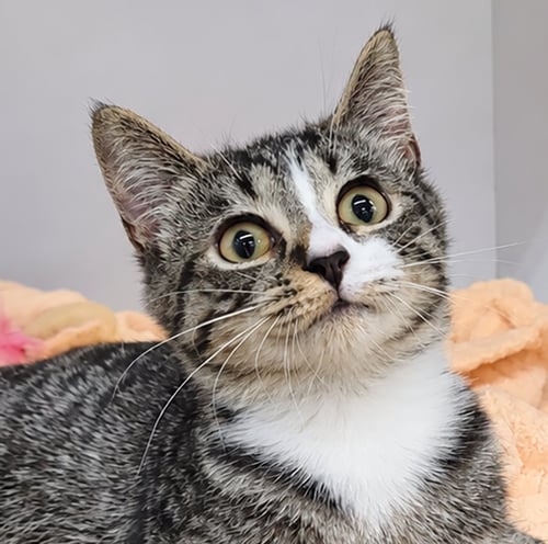 KITTEN EHREN - Domestic Short Hair / Tabby available for adoption