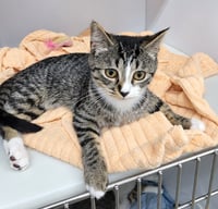 Kitten Ehren - Photo 2