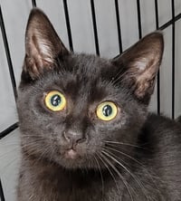 Kitten Ruler - Photo 1