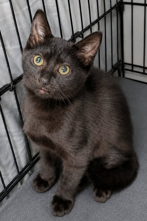 KITTEN RULER - Domestic Short Hair available for adoption