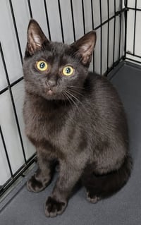 Kitten Ruler - Photo 3