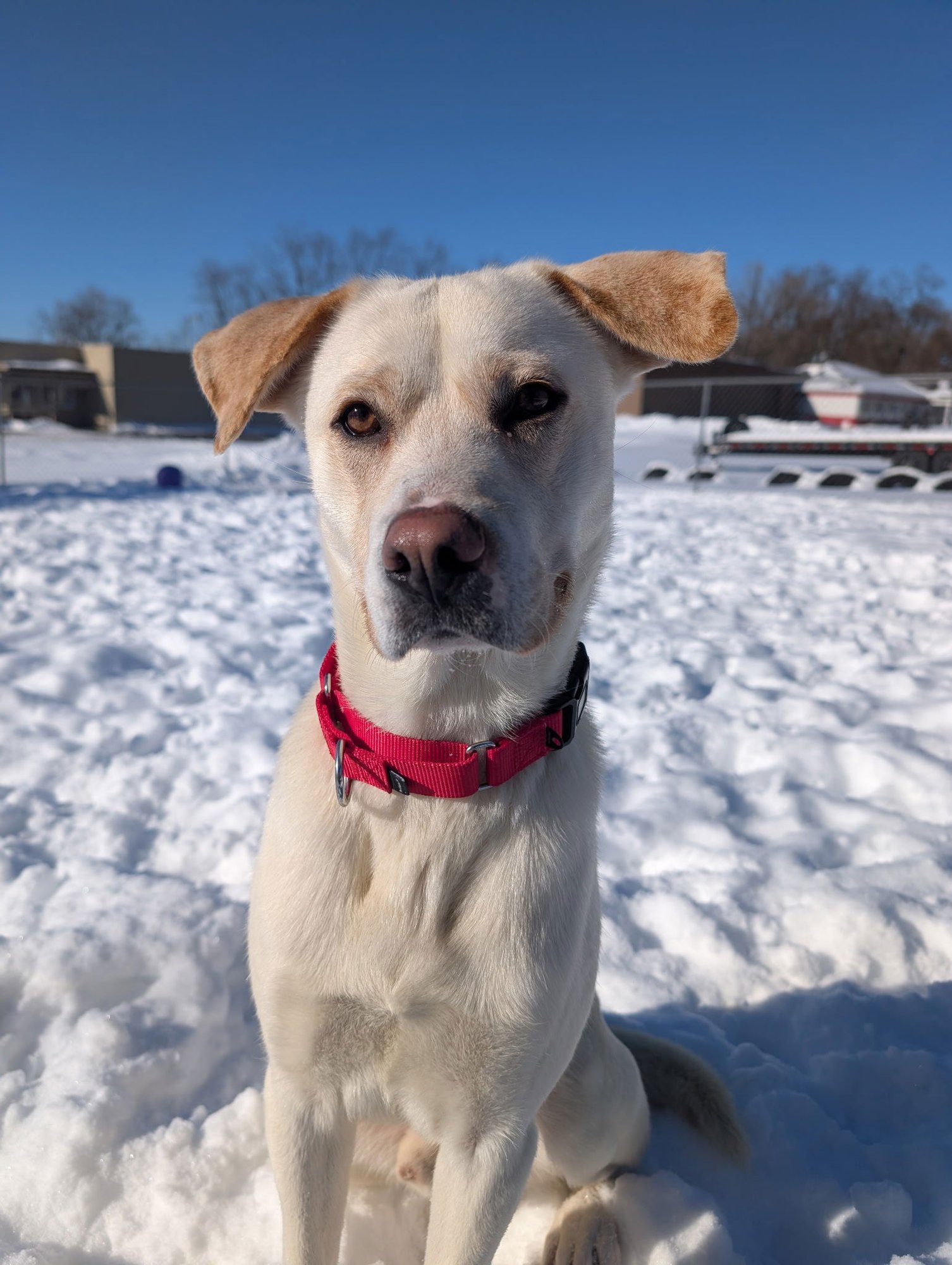 ISAIAH - Yellow Labrador Retriever available for adoption