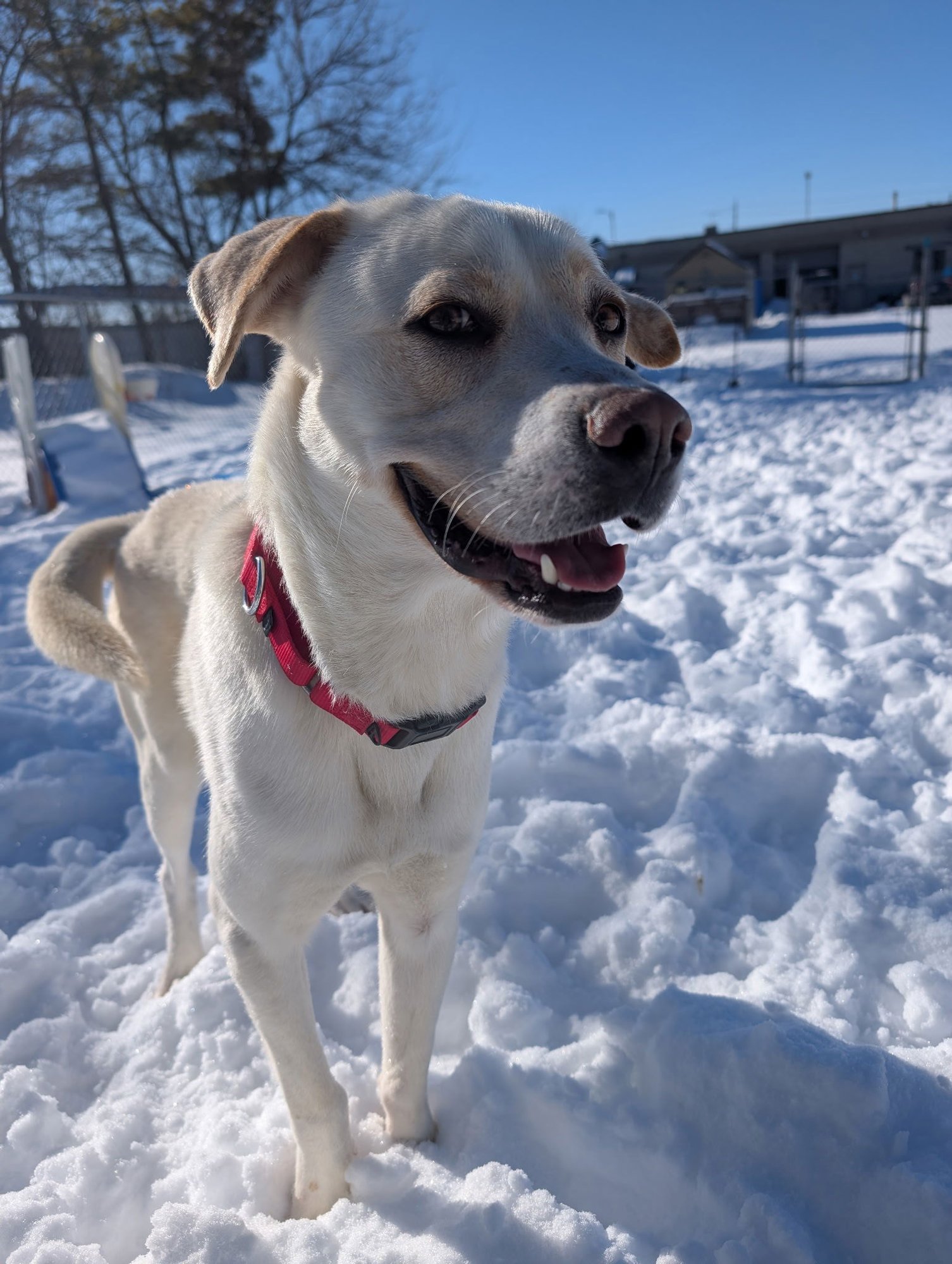 ISAIAH - Yellow Labrador Retriever available for adoption