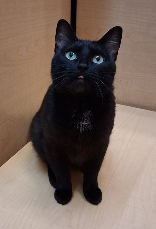 BIRDO @MEDINA PETSMART (VIDEO) - Domestic Short Hair available for adoption