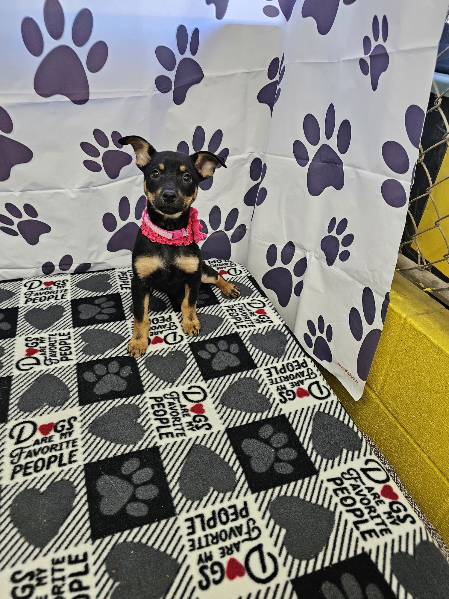 DREAM - Miniature Pinscher / Chihuahua available for adoption