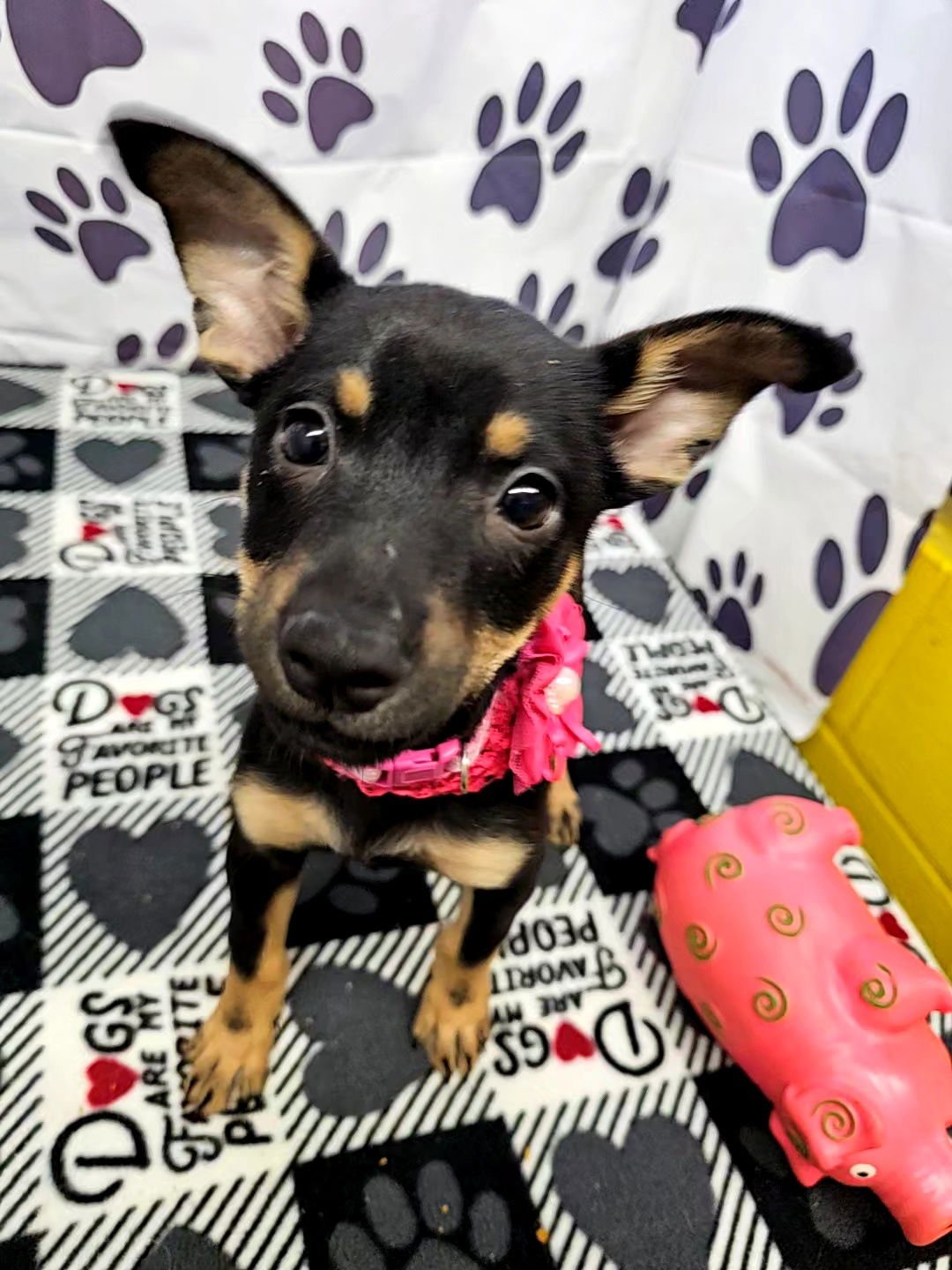 DREAM - Miniature Pinscher / Chihuahua available for adoption