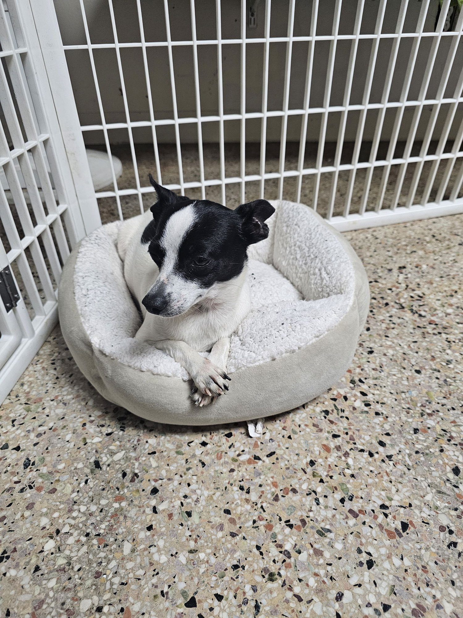 SQUASH - Rat Terrier available for adoption