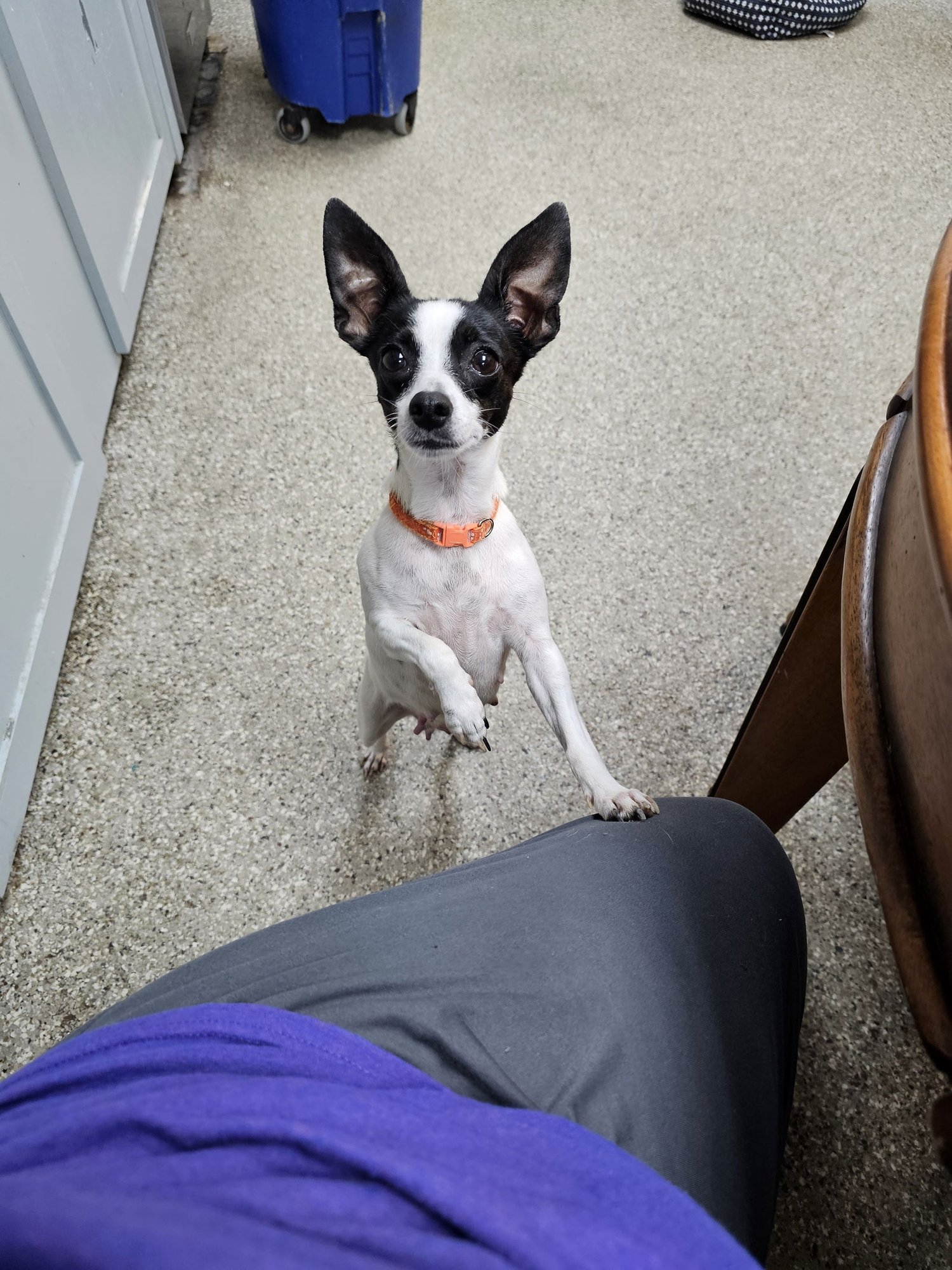 SQUASH - Rat Terrier available for adoption