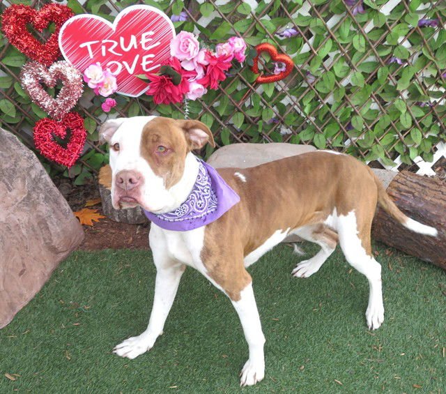 ZANDY - Boxer available for adoption