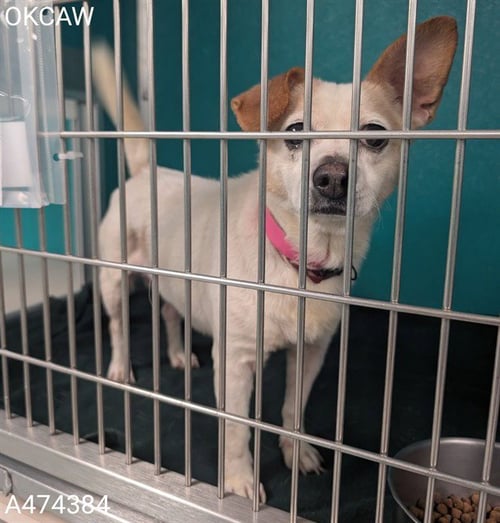 DARLING - Chihuahua available for adoption