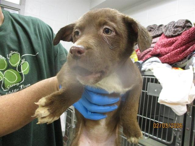 A469233 - Pit Bull Terrier available for adoption