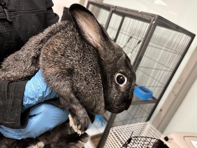 WISDEON - Shorthaired Rabbit available for adoption