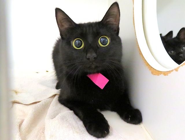 MAMA Image