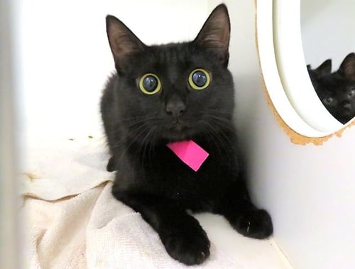 MAMA - Domestic Short Hair for adoption in Oklahoma City