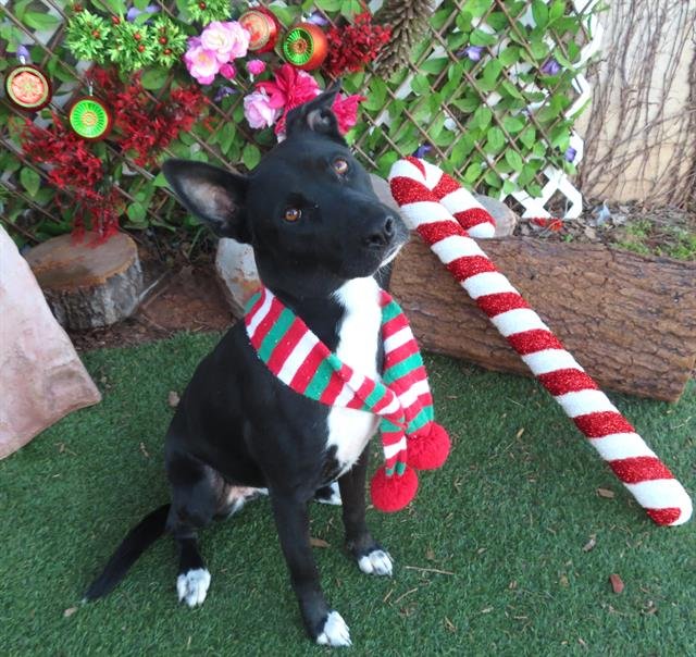 ROSA - German Shepherd Dog available for adoption