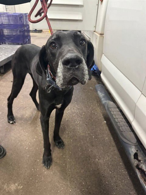 RINGO - Great Dane available for adoption