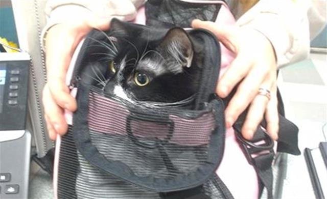 A468197 - Domestic Short Hair available for adoption