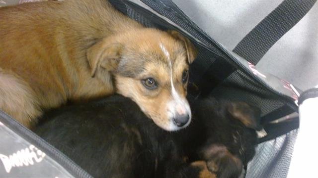 A468186 - Rat Terrier available for adoption