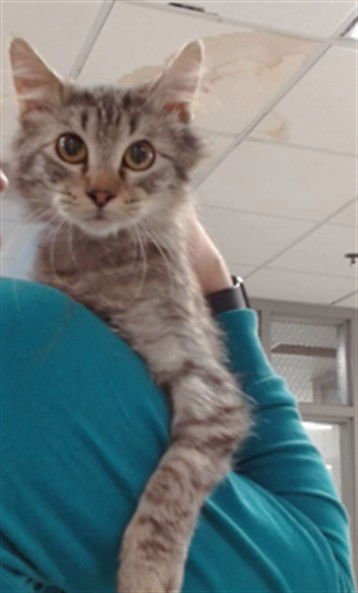 RASPBERRY - Domestic Medium Hair available for adoption