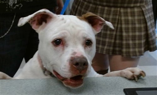 VALLEY GIRL - Staffordshire Bull Terrier available for adoption
