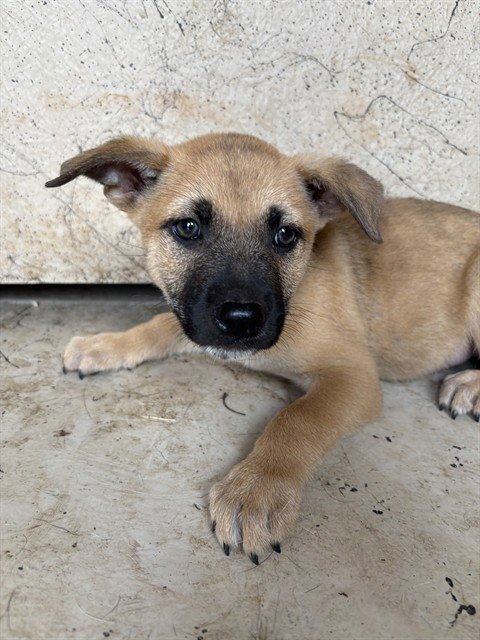 A478164 - Black Mouth Cur available for adoption