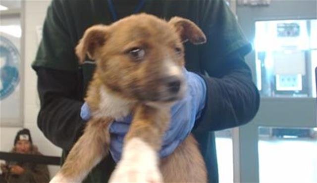 A468185 - Rat Terrier available for adoption