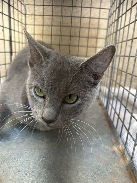 A468949 - Russian Blue available for adoption