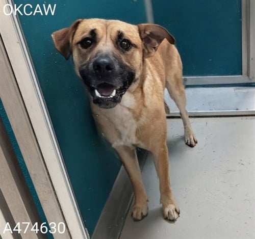 A474630 - Australian Cattle Dog/Blue Heeler available for adoption