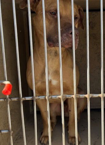 RUSTY - Hound / Labrador Retriever available for adoption