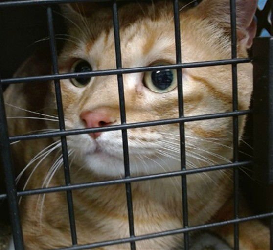 MURRAY - Domestic Short Hair for adoption in Oklahoma City