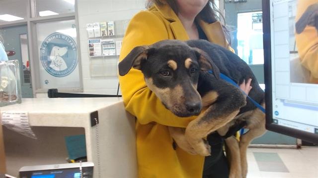 A467862 - Pit Bull Terrier available for adoption